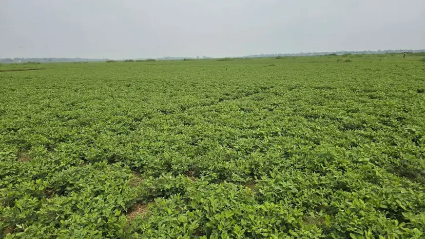 নরসিংদীর চরাঞ্চলে বাড়ছে বাদাম চাষ, হাসি ফুটছে কৃষকের মুখে